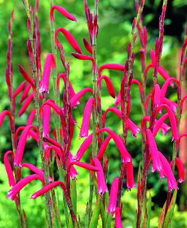 Watsonia meriana Frikarti Stauden AG