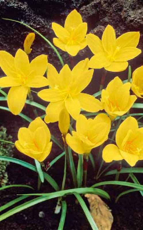 Zephyranthes citrina Frikarti Stauden AG