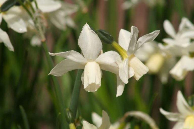 Narcissus cyclamineus ‹Toto› Frikarti Stauden AG