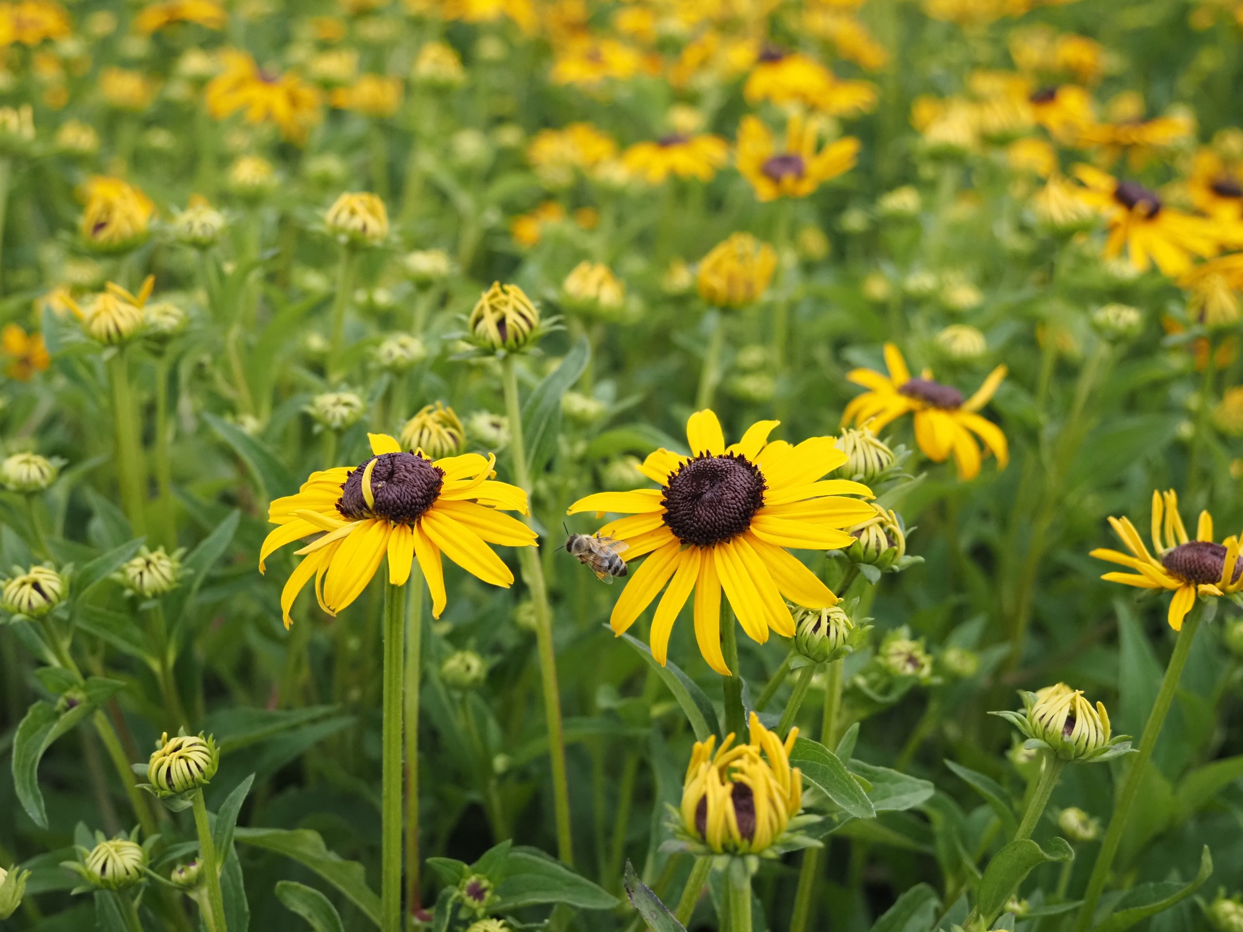 Rudbeckia fulgida 'City Garden'