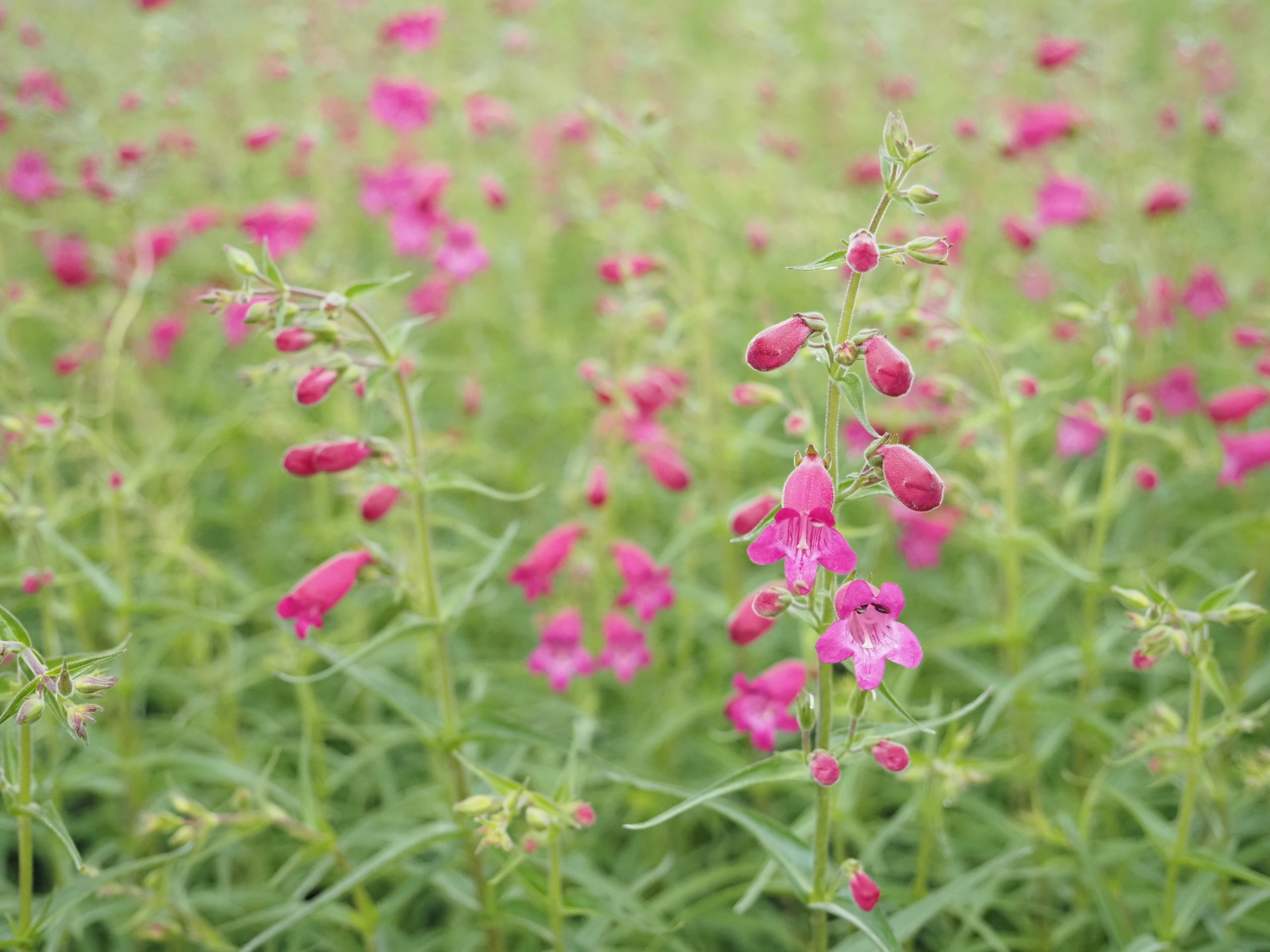 Penstemon x cult. 'Tabasco'