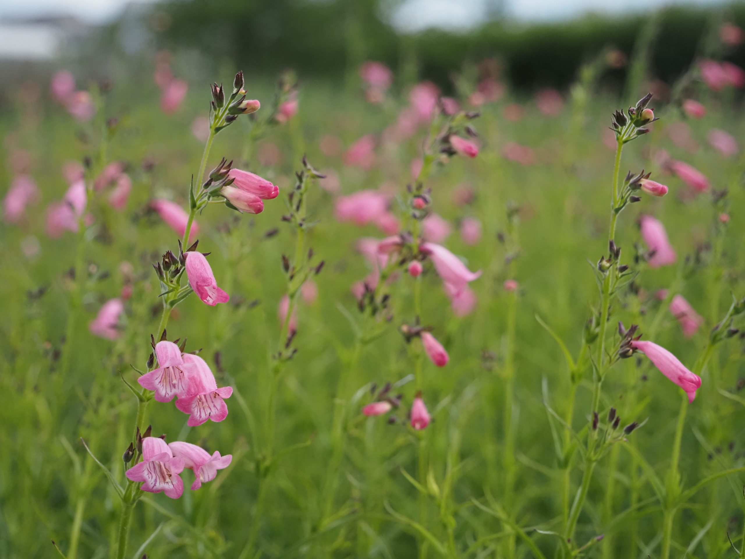 Penstemon x cult. 'Evelyn'
