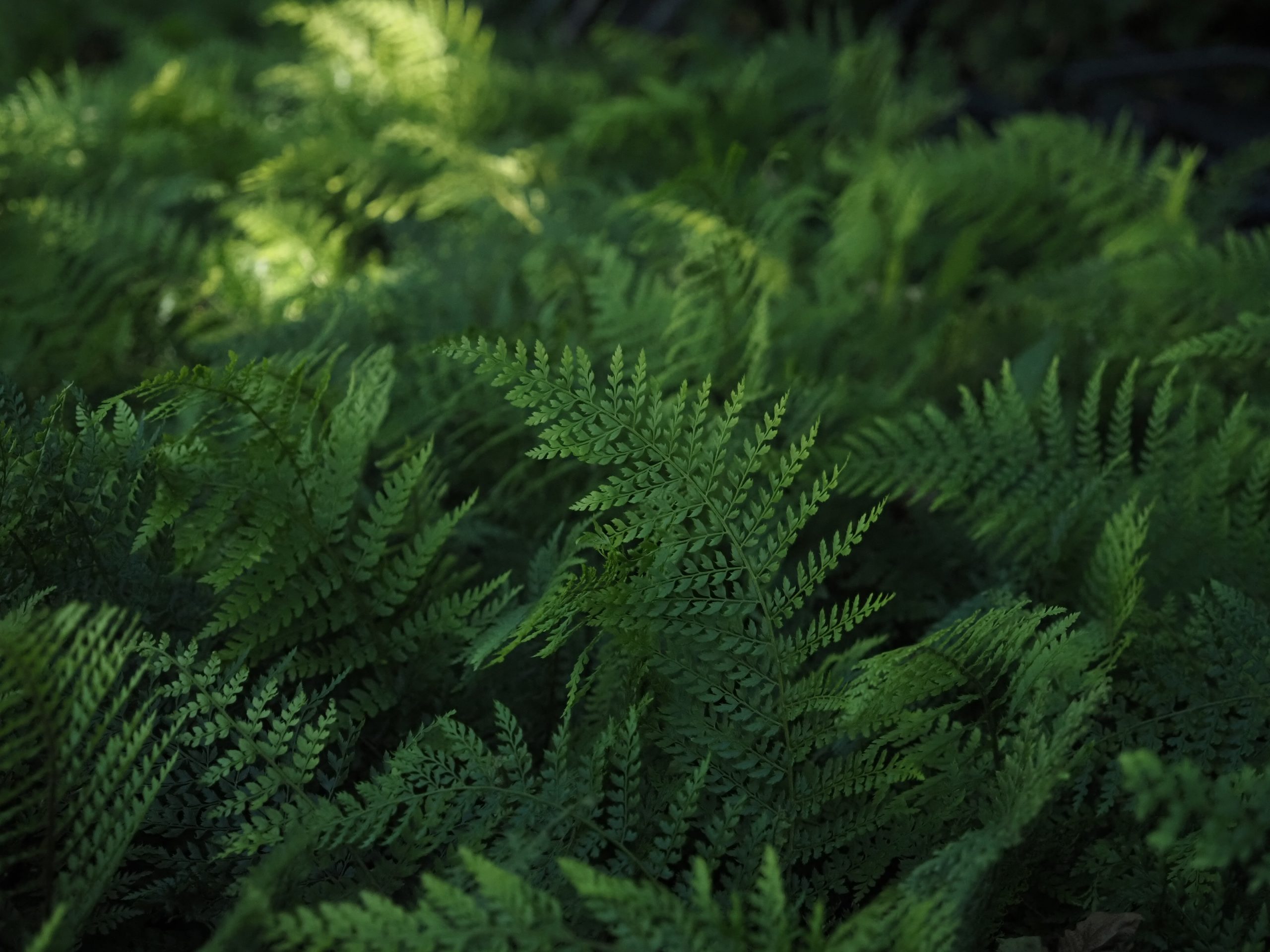Polystichum setif. 'Herrenhausen' – Bild 3