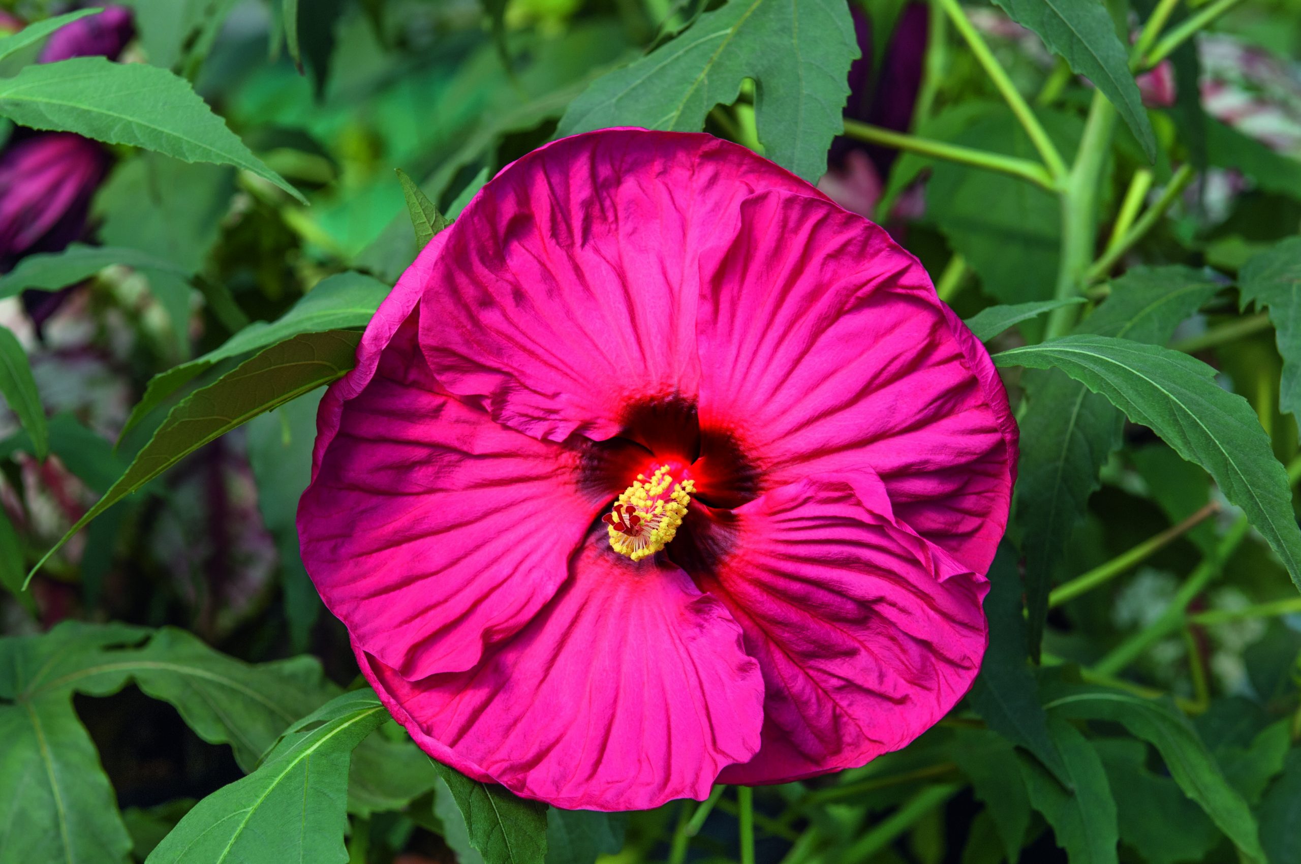Hibiscus mosch. 'Summer in Paradise'