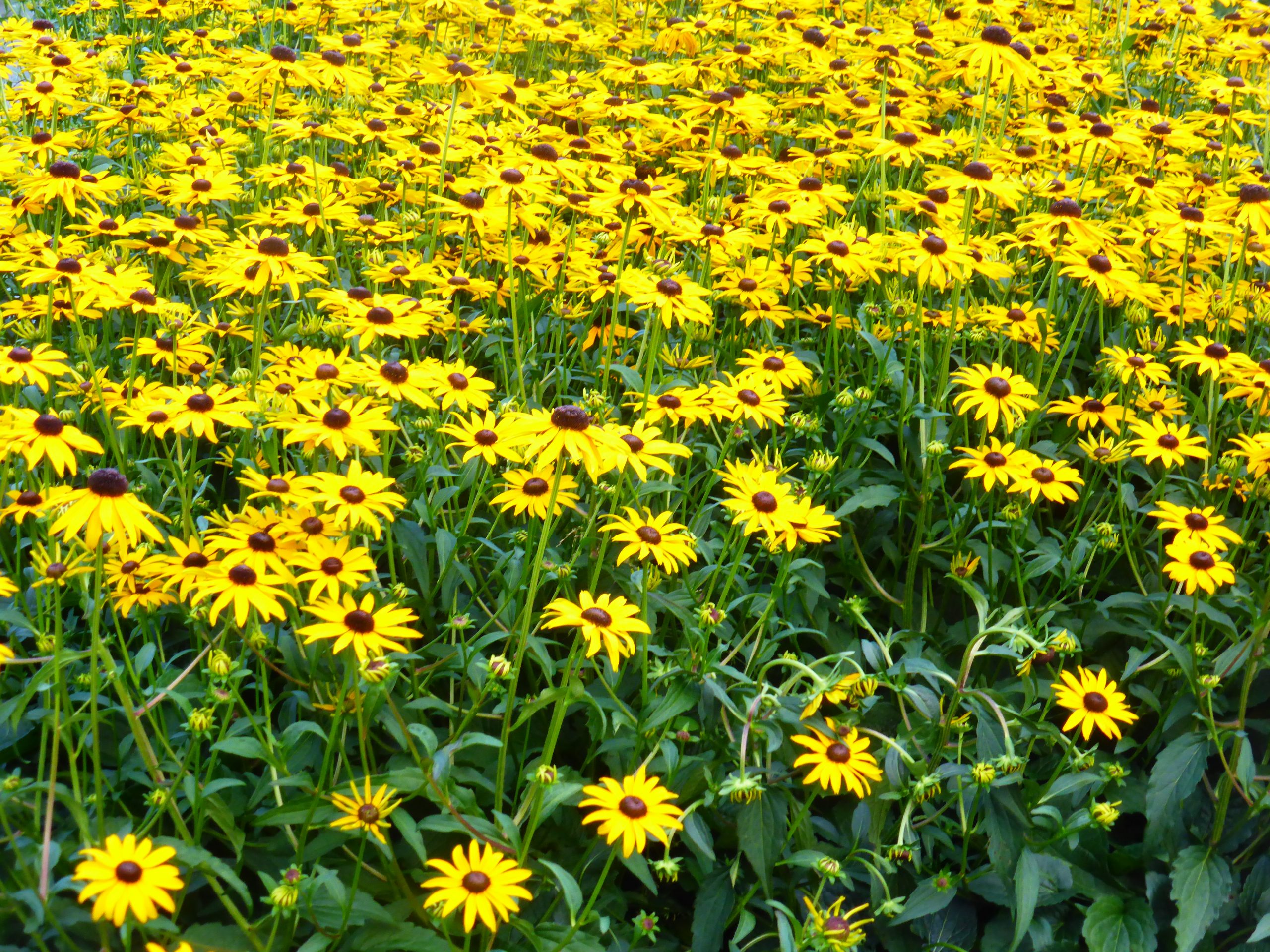 Rudbeckia fulgida 'City Garden' – Bild 2