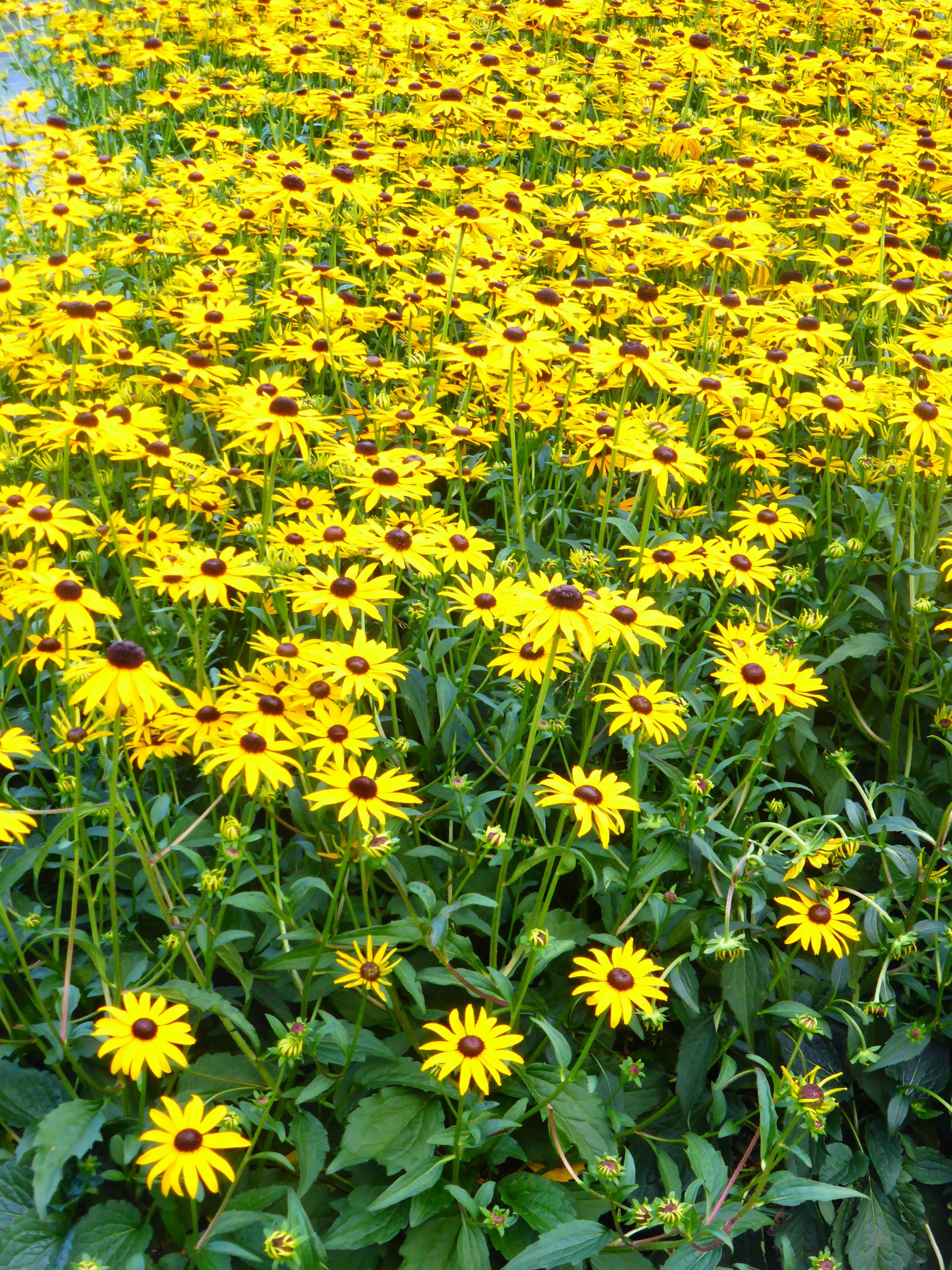 Rudbeckia fulgida 'City Garden' – Bild 3