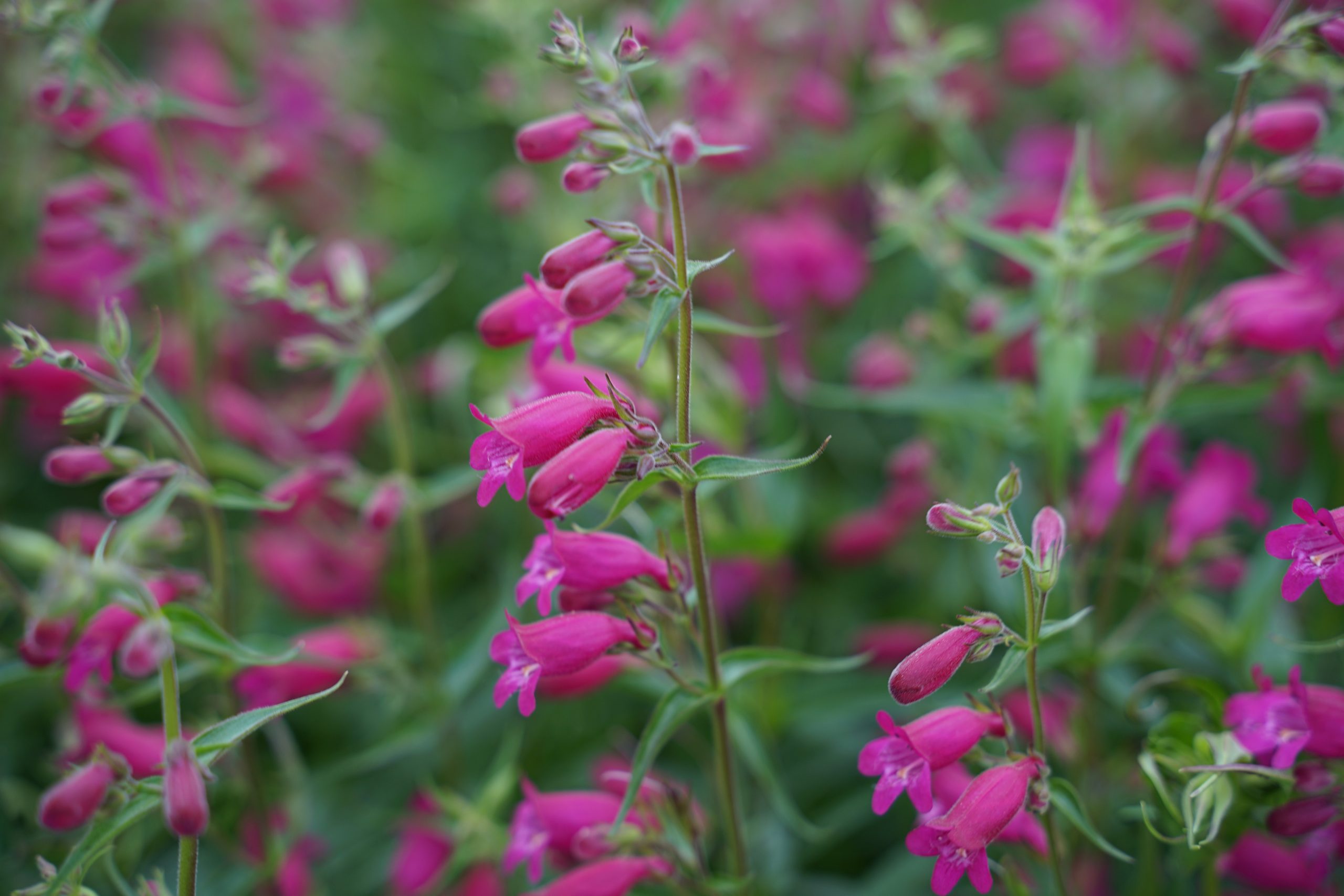 Penstemon x cult. 'Tabasco' – Bild 2