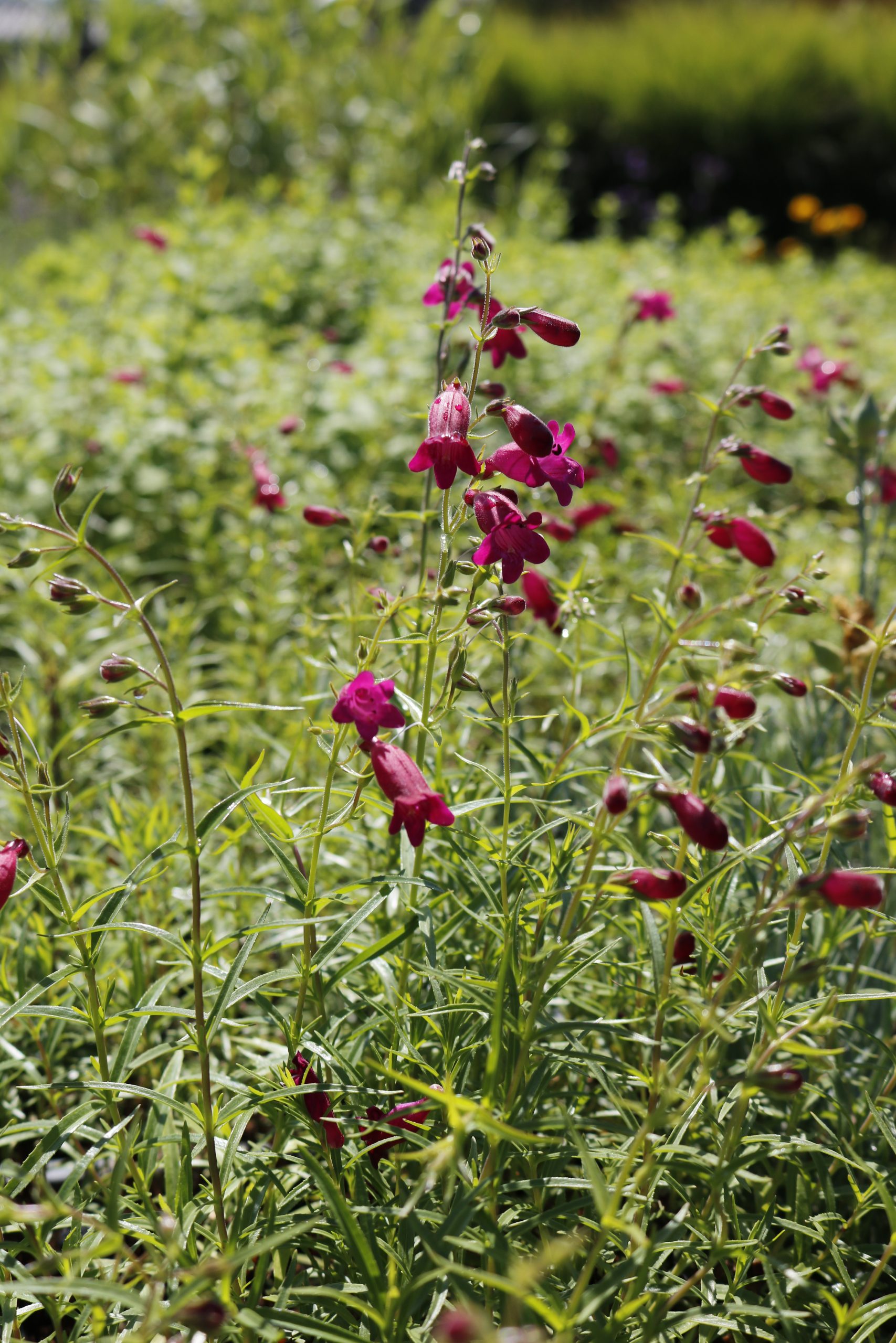 Penstemon x cult. 'Tabasco' – Bild 3