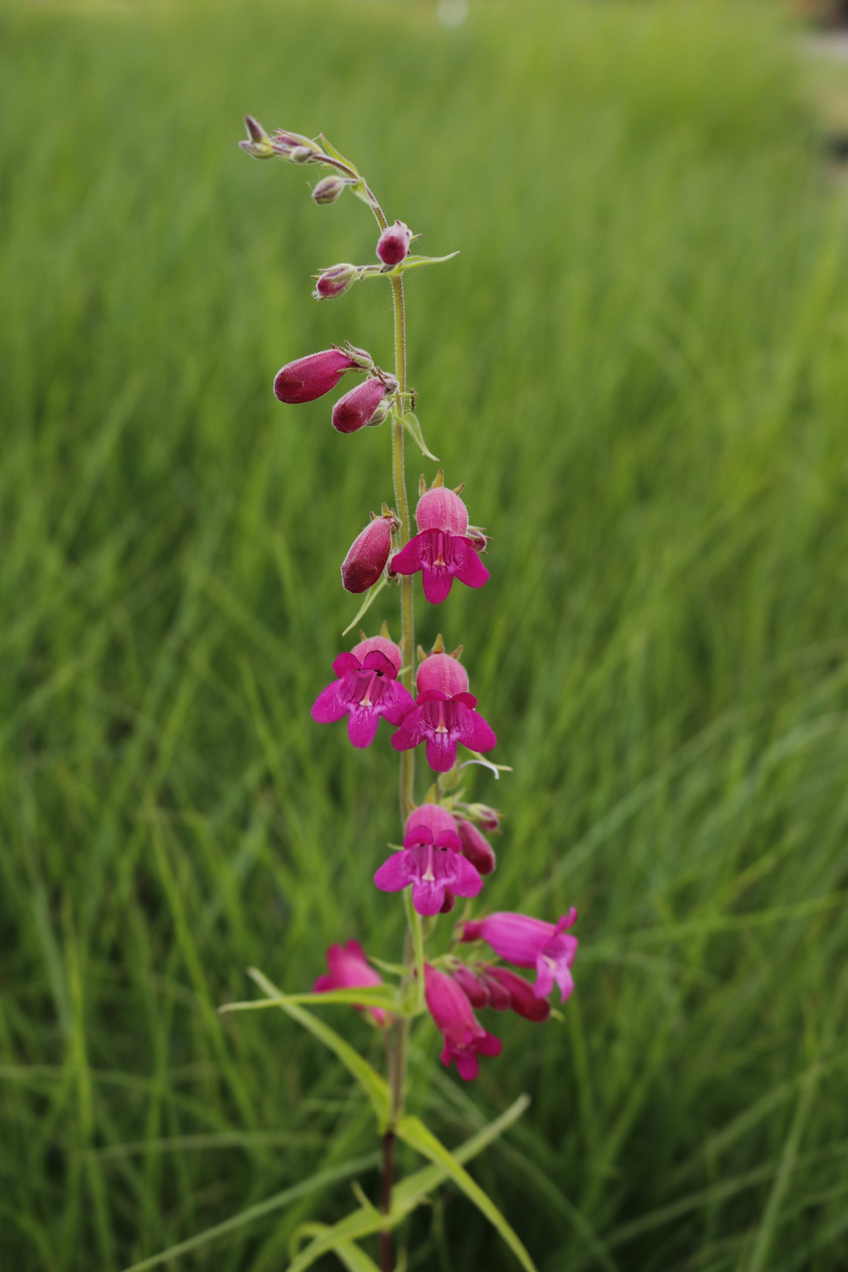 Penstemon x cult. 'Tabasco' – Bild 4