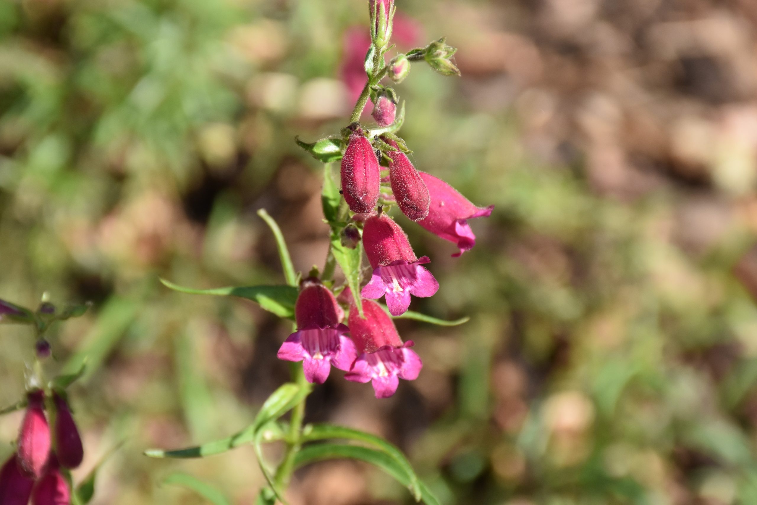 Penstemon x cult. 'Tabasco' – Bild 5
