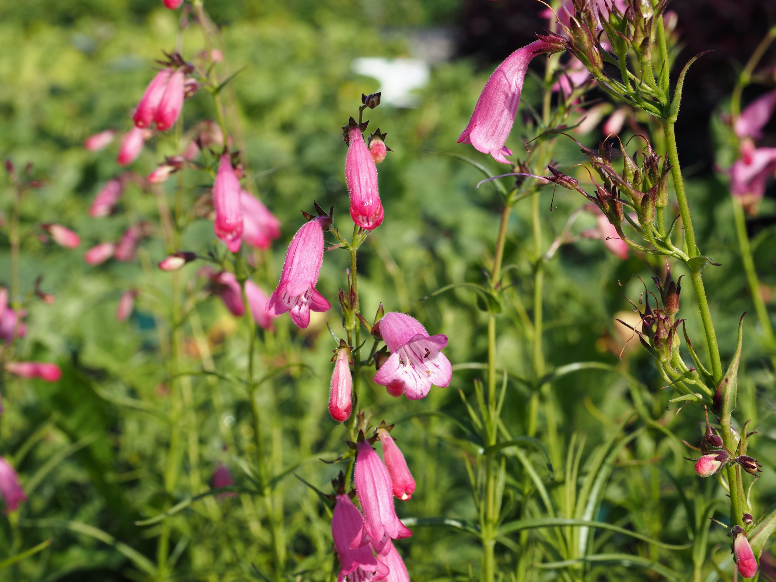Penstemon x cult. 'Evelyn' – Bild 2