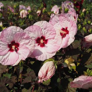 Hibiscus mosch. 'Spinderella'