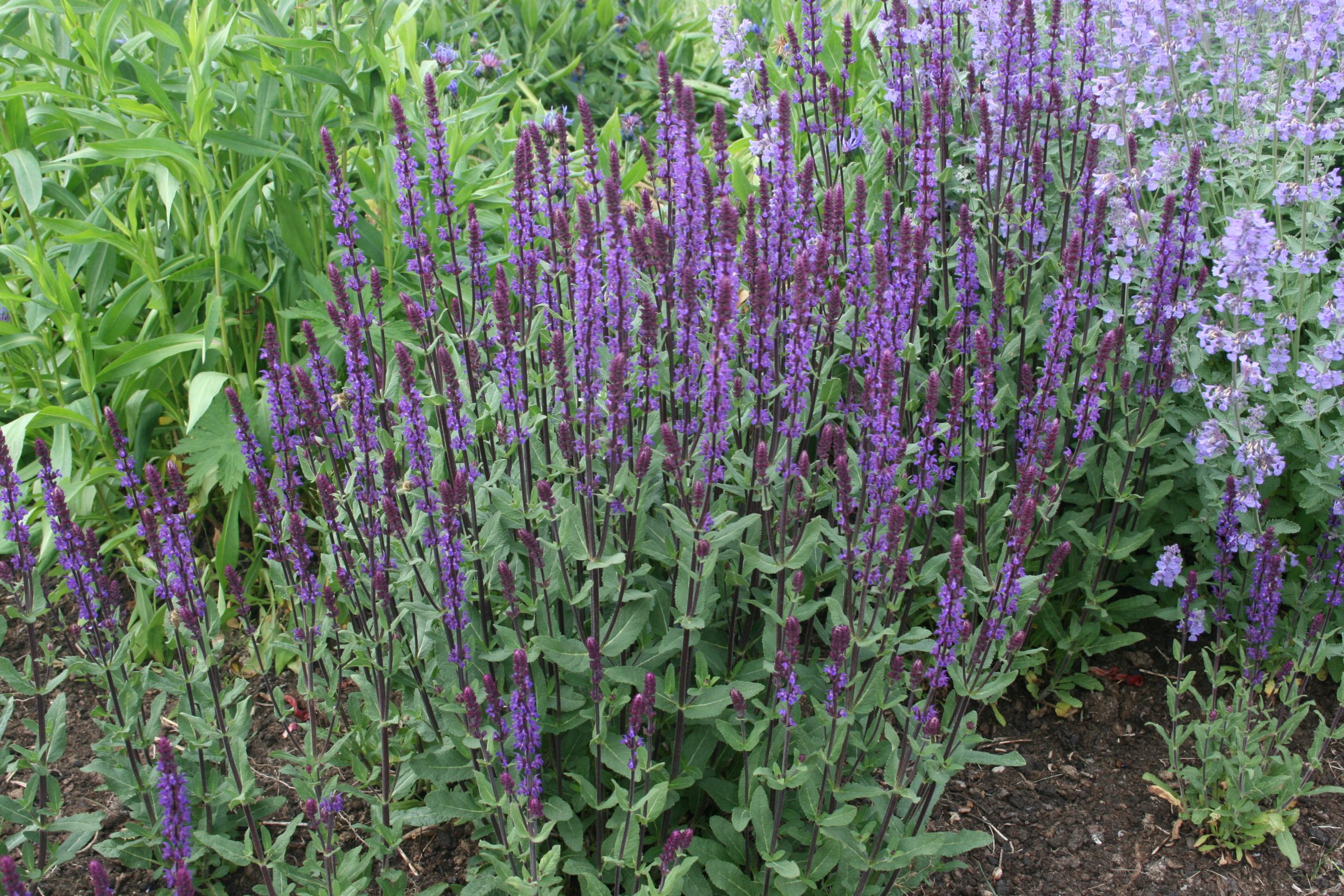 Salvia nemorosa 'Caradonna' – Bild 2
