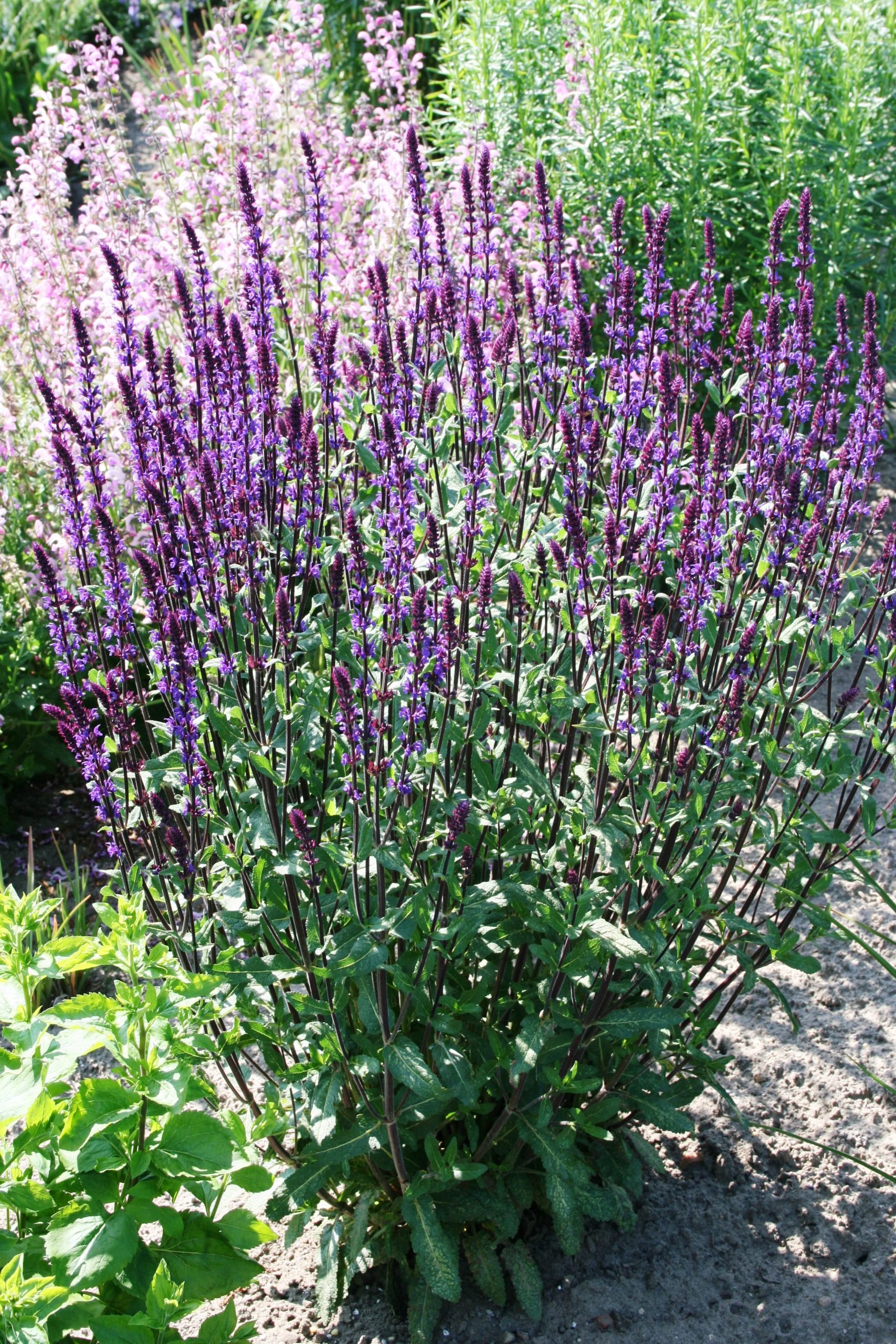 Salvia nemorosa 'Caradonna' – Bild 3