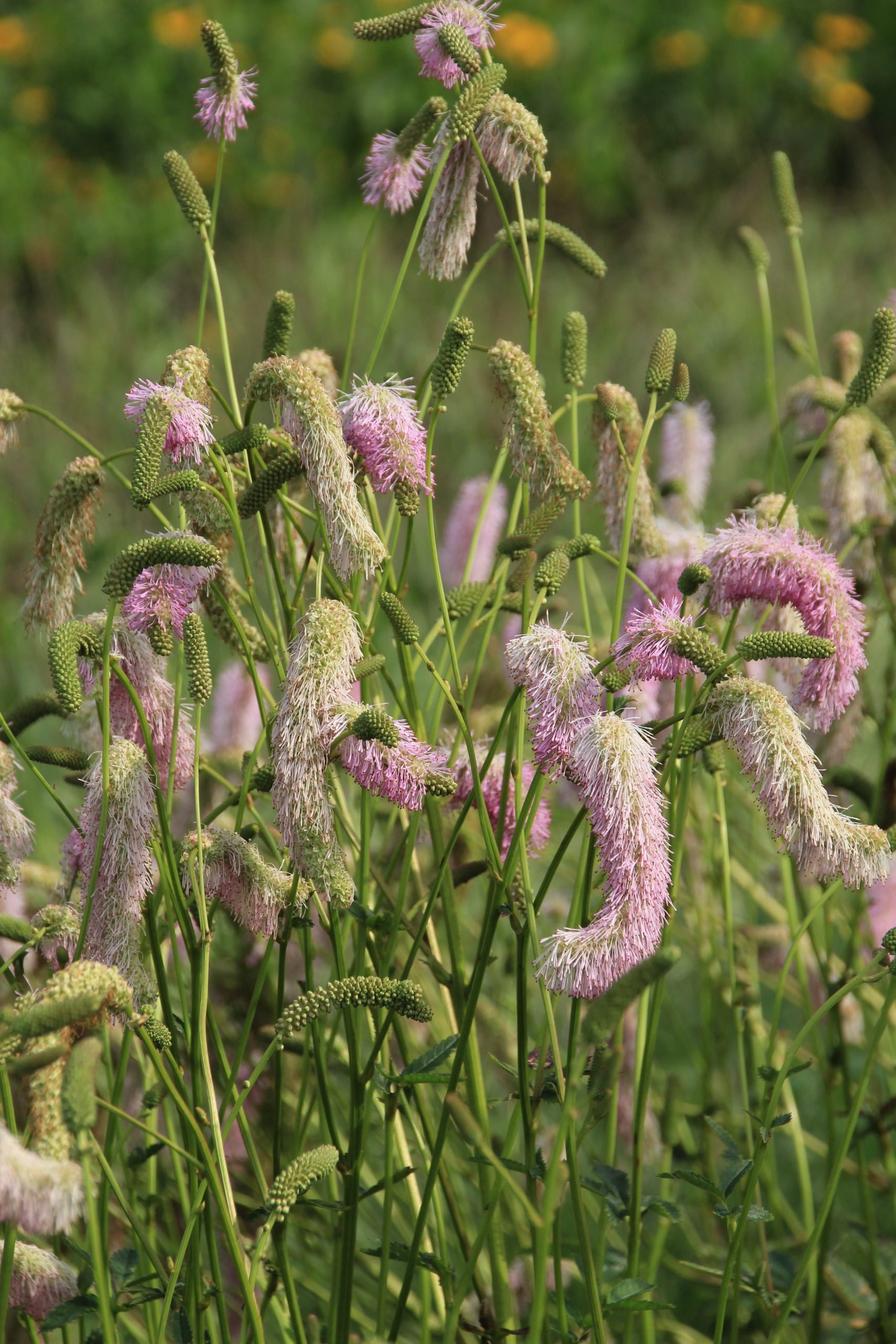 Sanguisorba hakusanensis 'Pink Brushes'