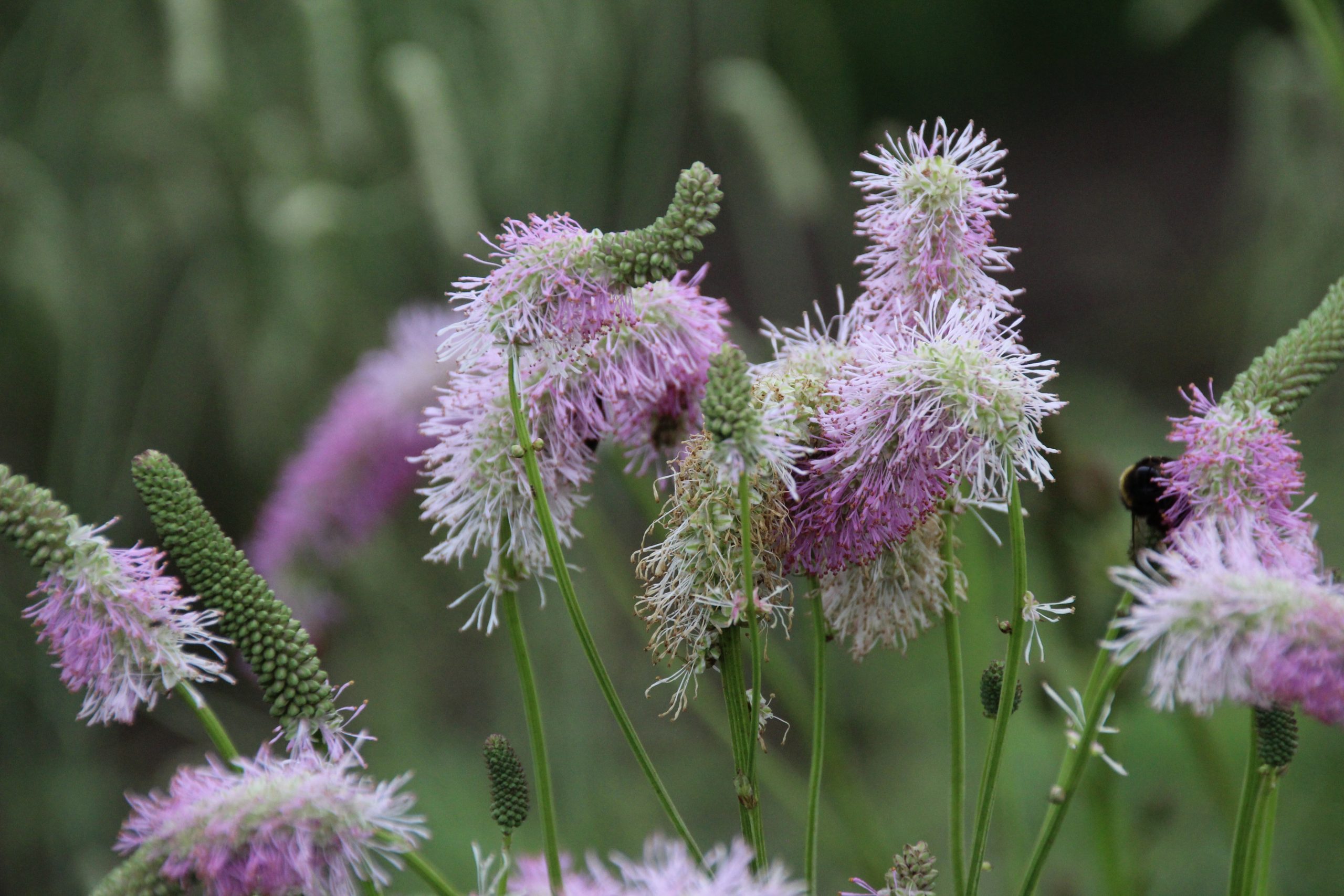 Sanguisorba hakusanensis 'Pink Brushes' – Bild 2