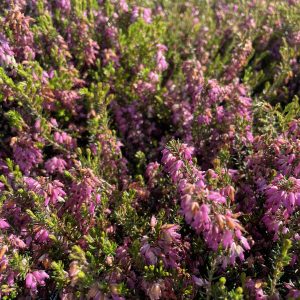 Erica carnea 'Rosalie'