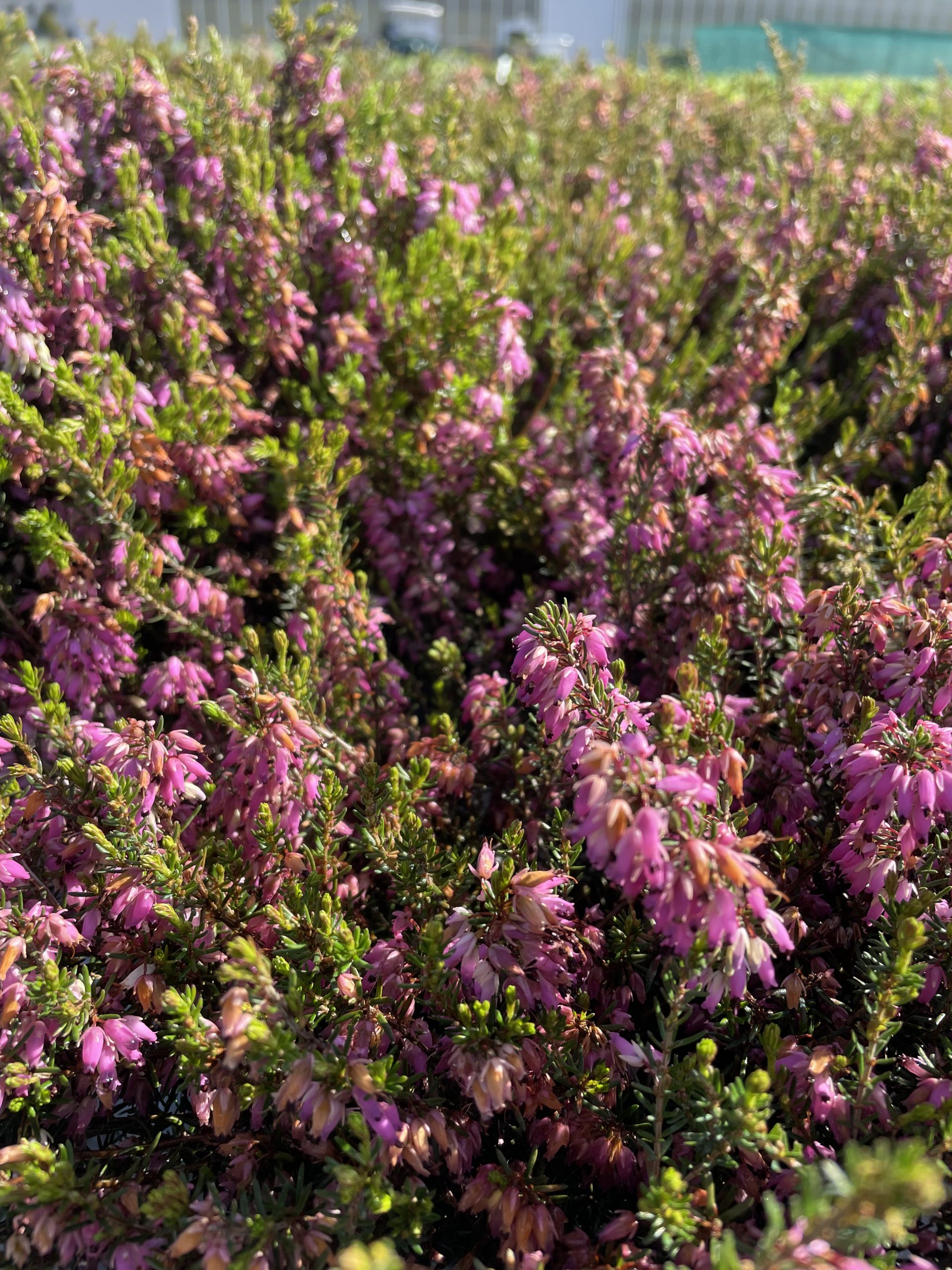 Erica carnea 'Rosalie'