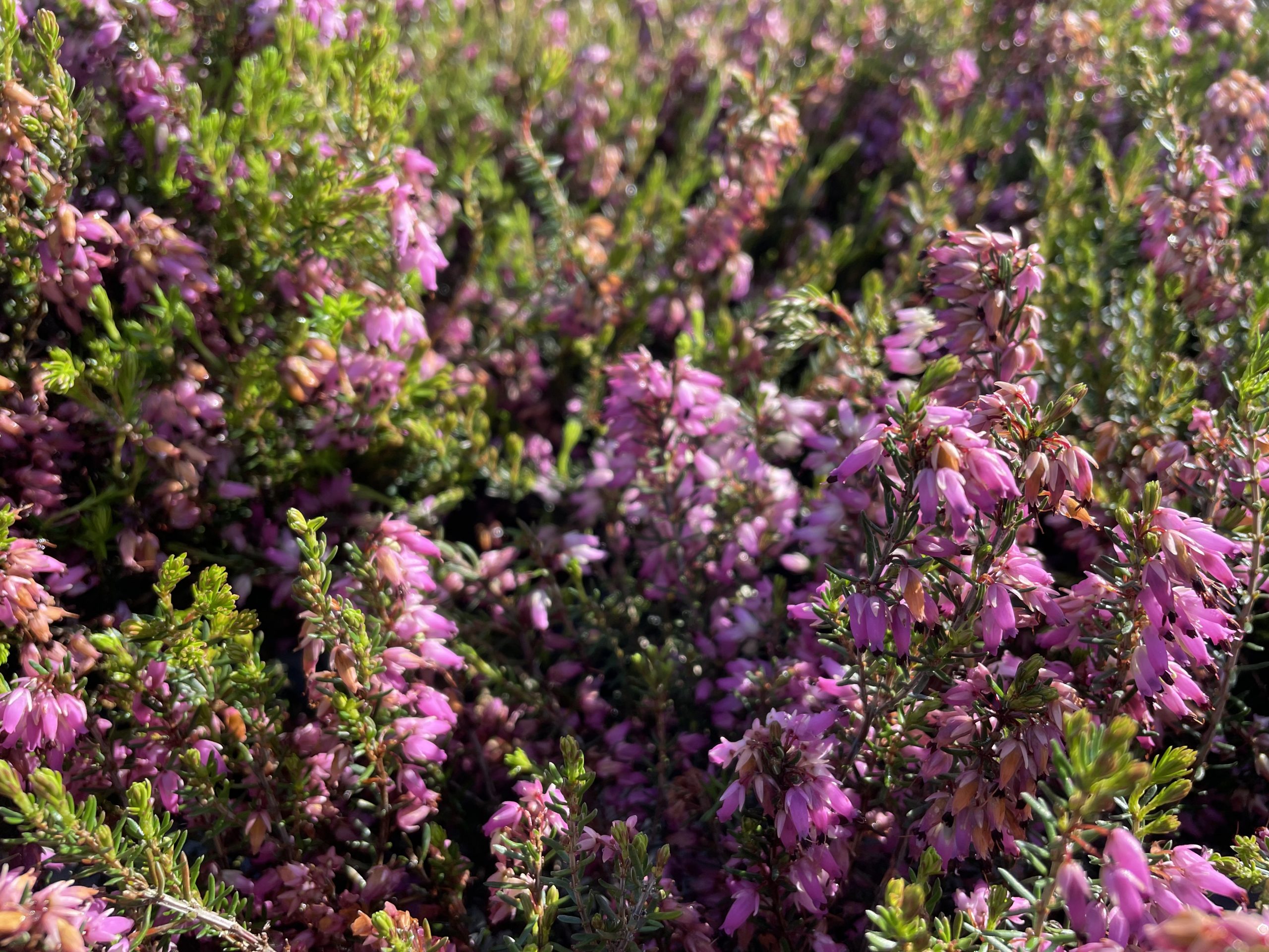 Erica carnea 'Rosalie' – Bild 2