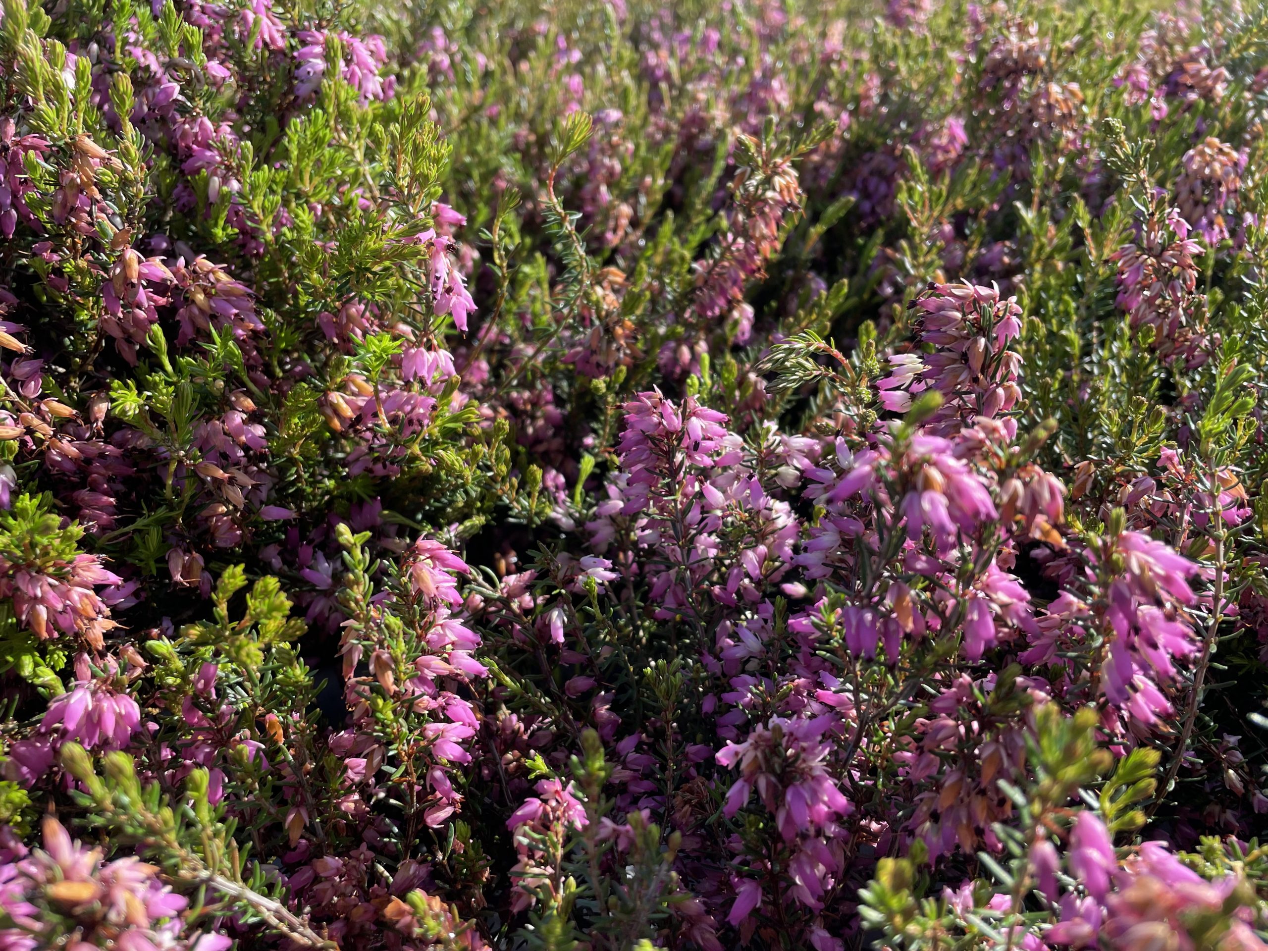 Erica carnea 'Rosalie' – Bild 3