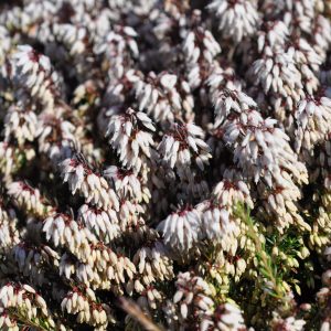 Erica carnea 'Snow Queen'