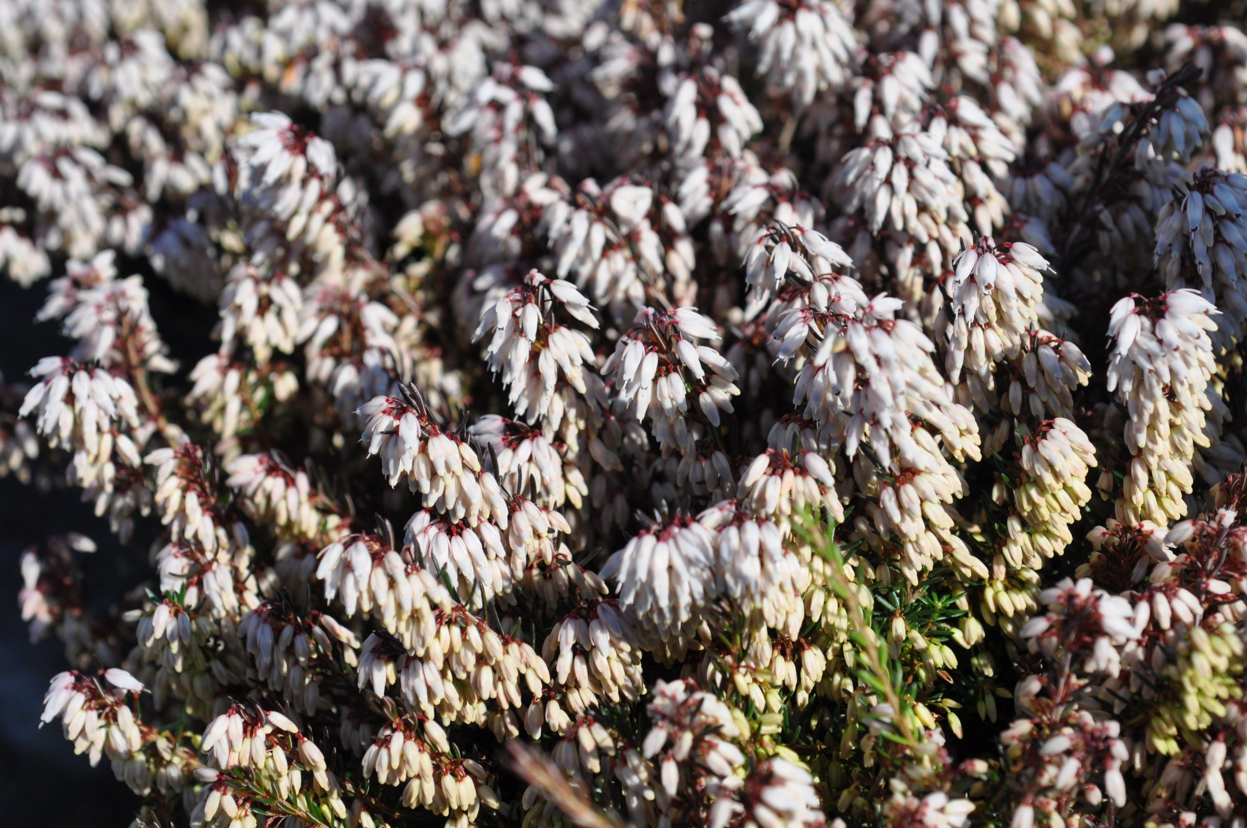 Erica carnea 'Snow Queen'