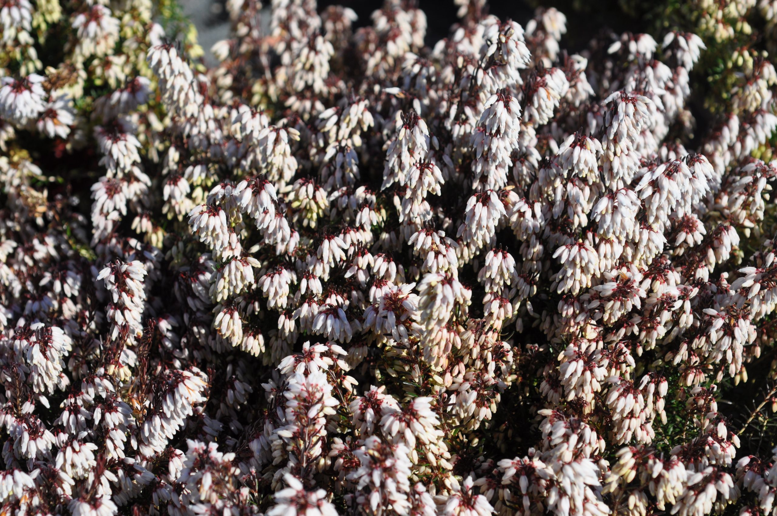 Erica carnea 'Snow Queen' – Bild 2