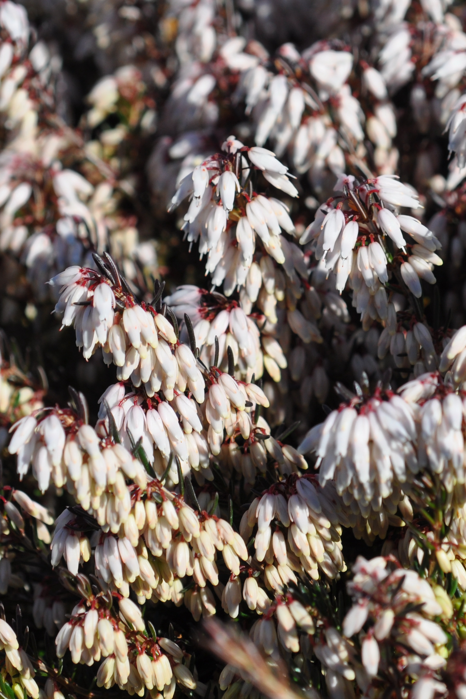 Erica carnea 'Snow Queen' – Bild 3