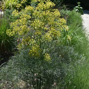 Ferula communis