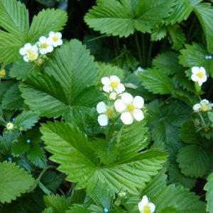 Fragaria vesca var. semperfl. 'Alexandria'