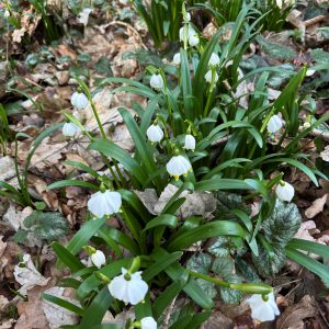 Leucojum vernum