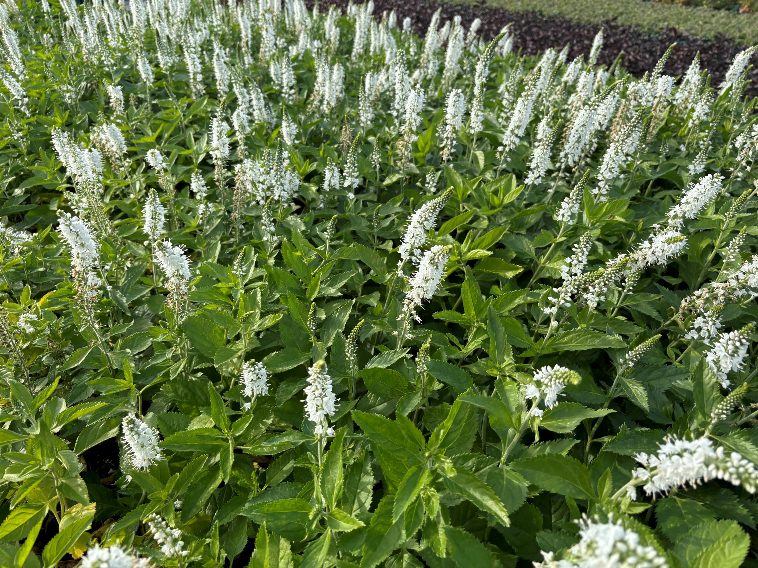 Veronica spicata 'Icicle' – Bild 2