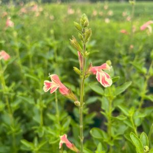 Salvia microphylla 'Belle de Loire' ®