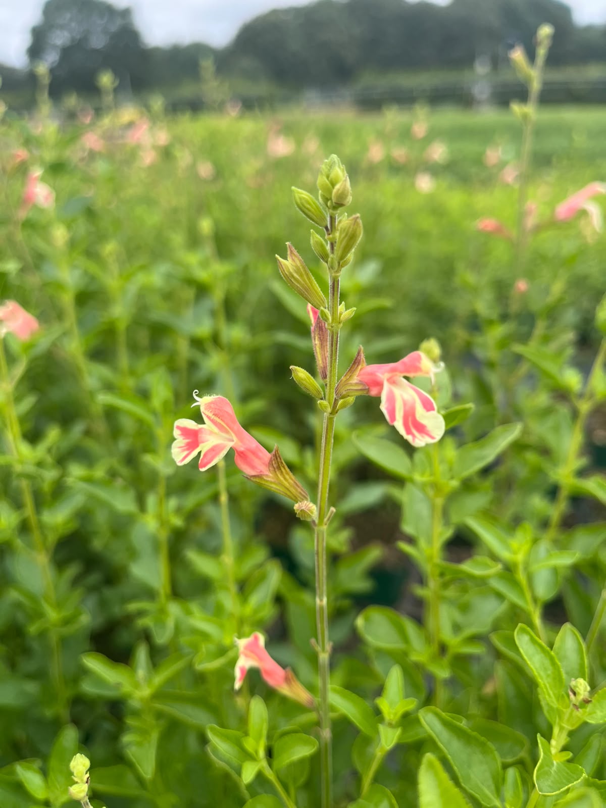 Salvia microphylla 'Belle de Loire' ®