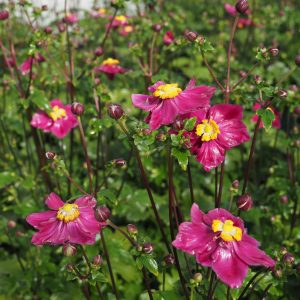 Anemone x japonica, rot