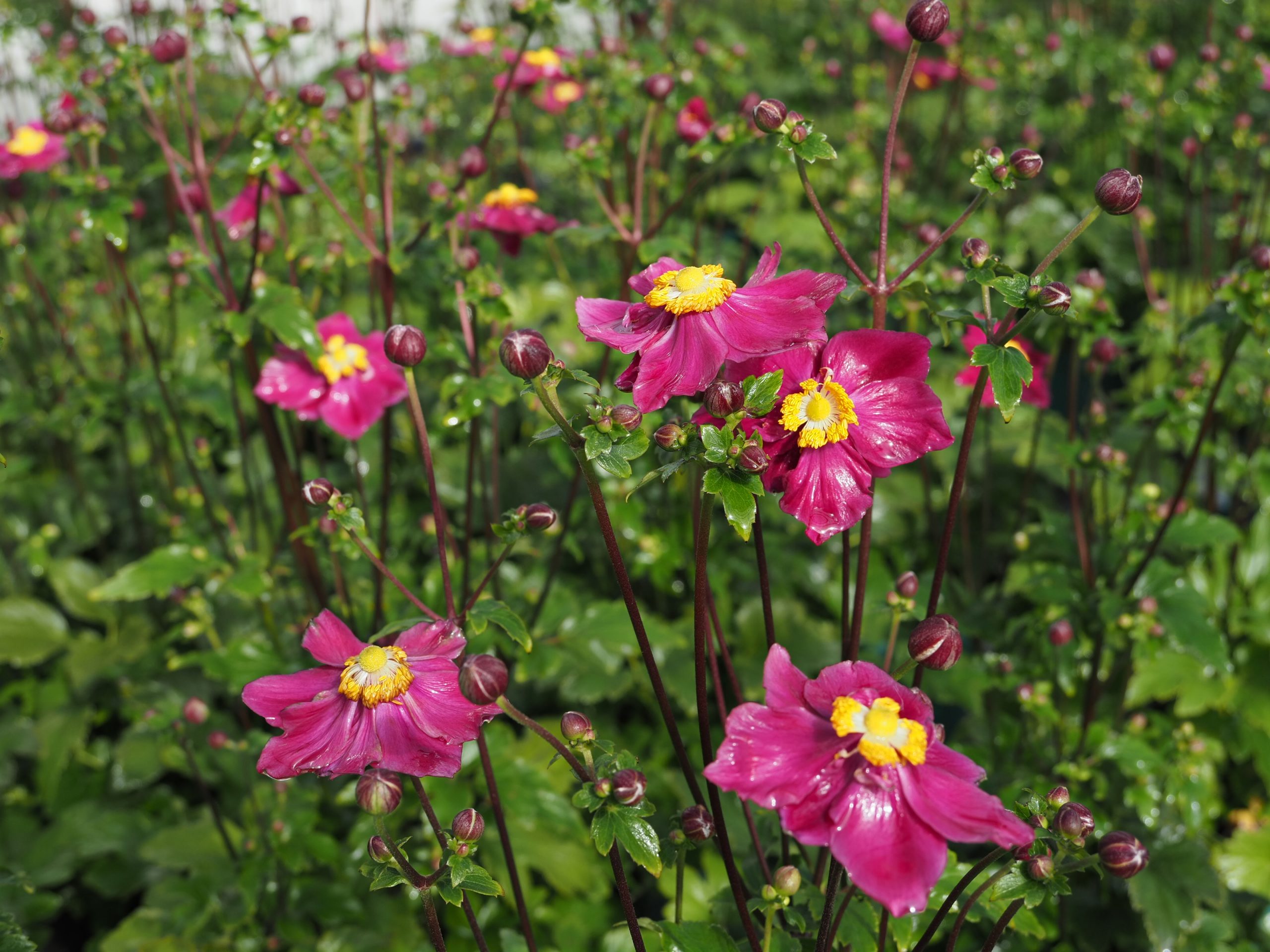 Anemone x japonica, rot