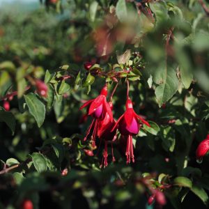 Fuchsia magellanica 'Mrs Popple'