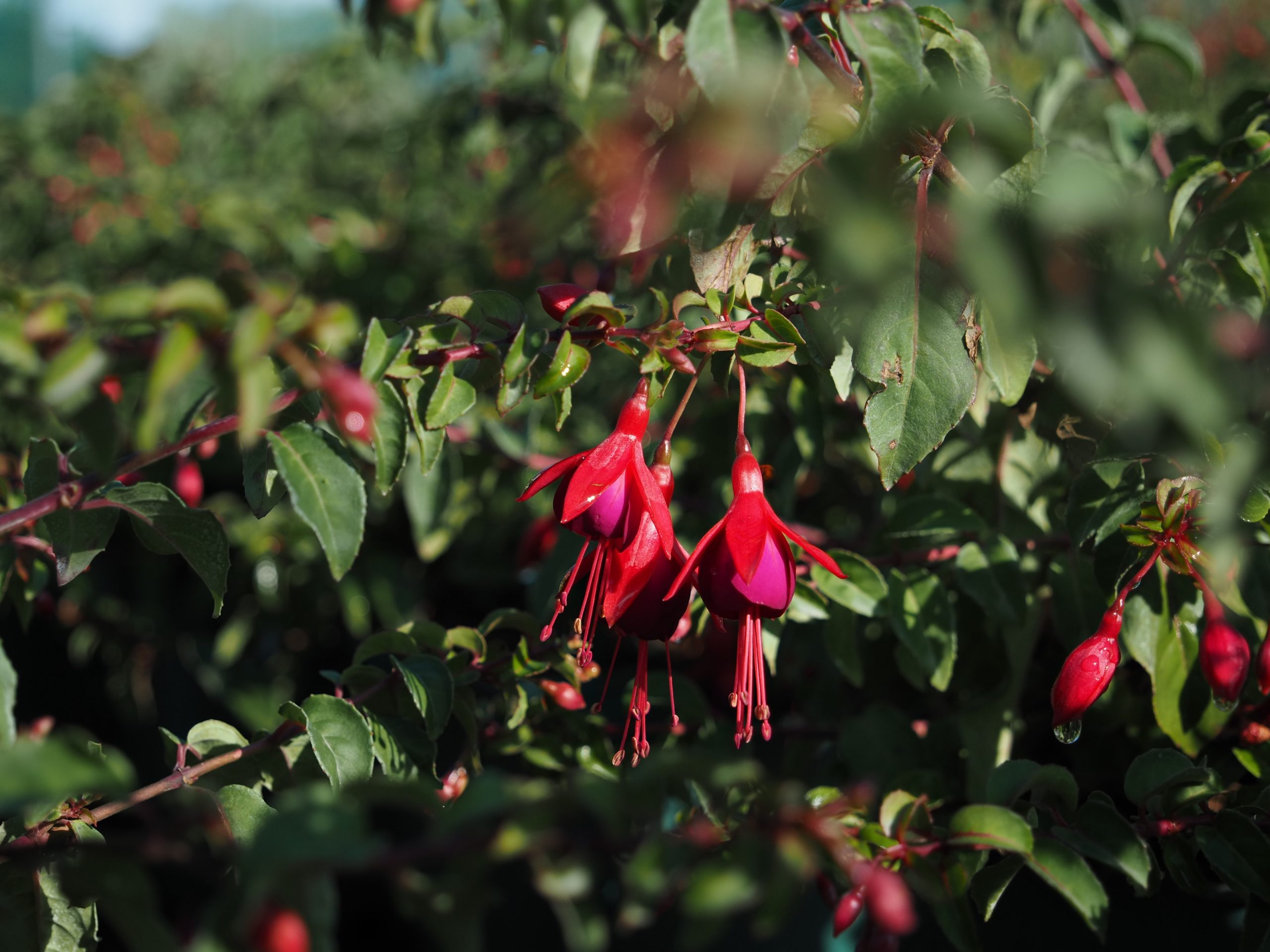 Fuchsia magellanica 'Mrs Popple'