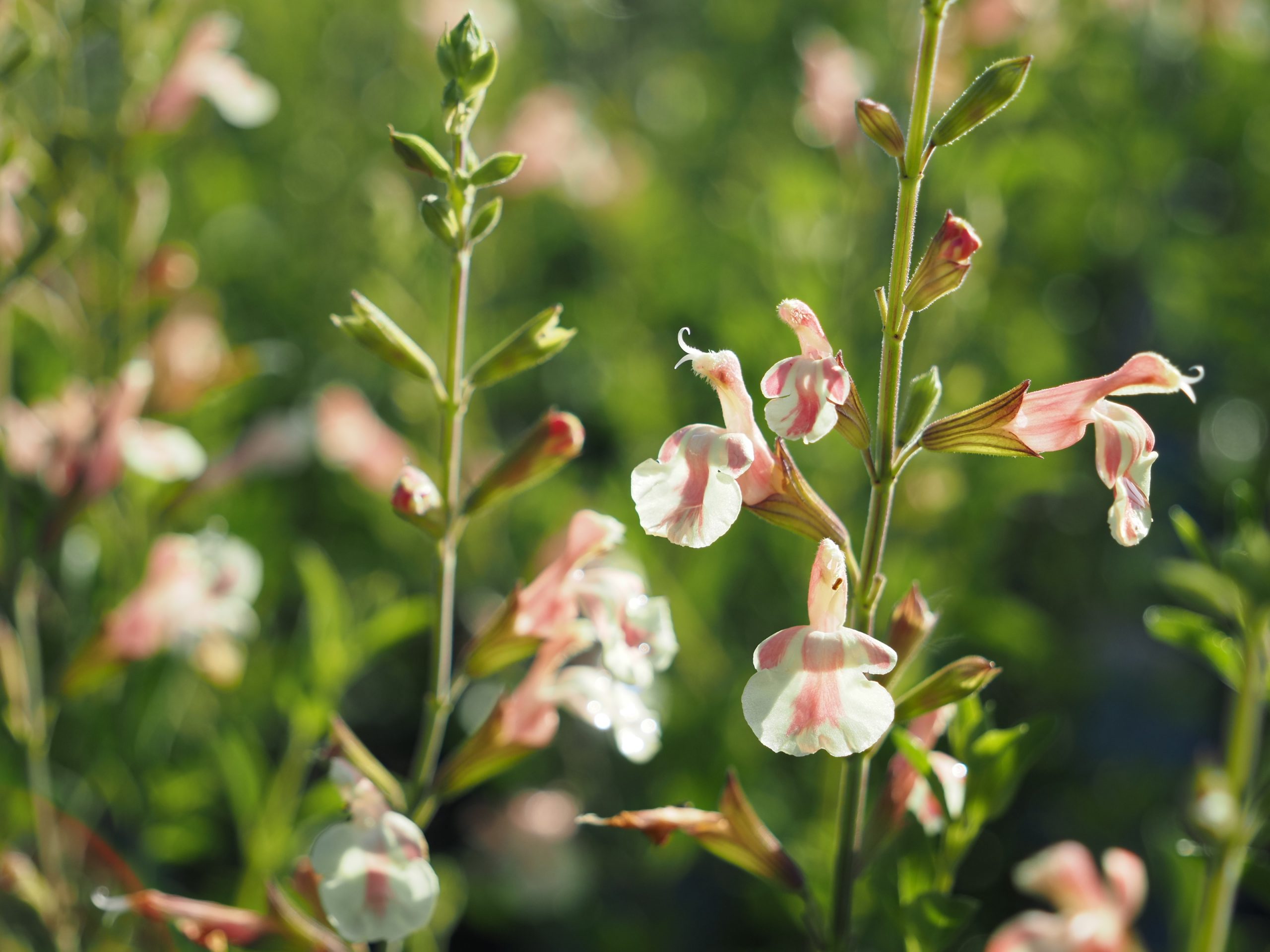 Salvia microphylla 'Belle de Loire' ® – Bild 2