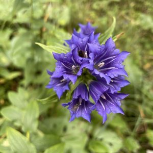 Gentiana asclepiadea