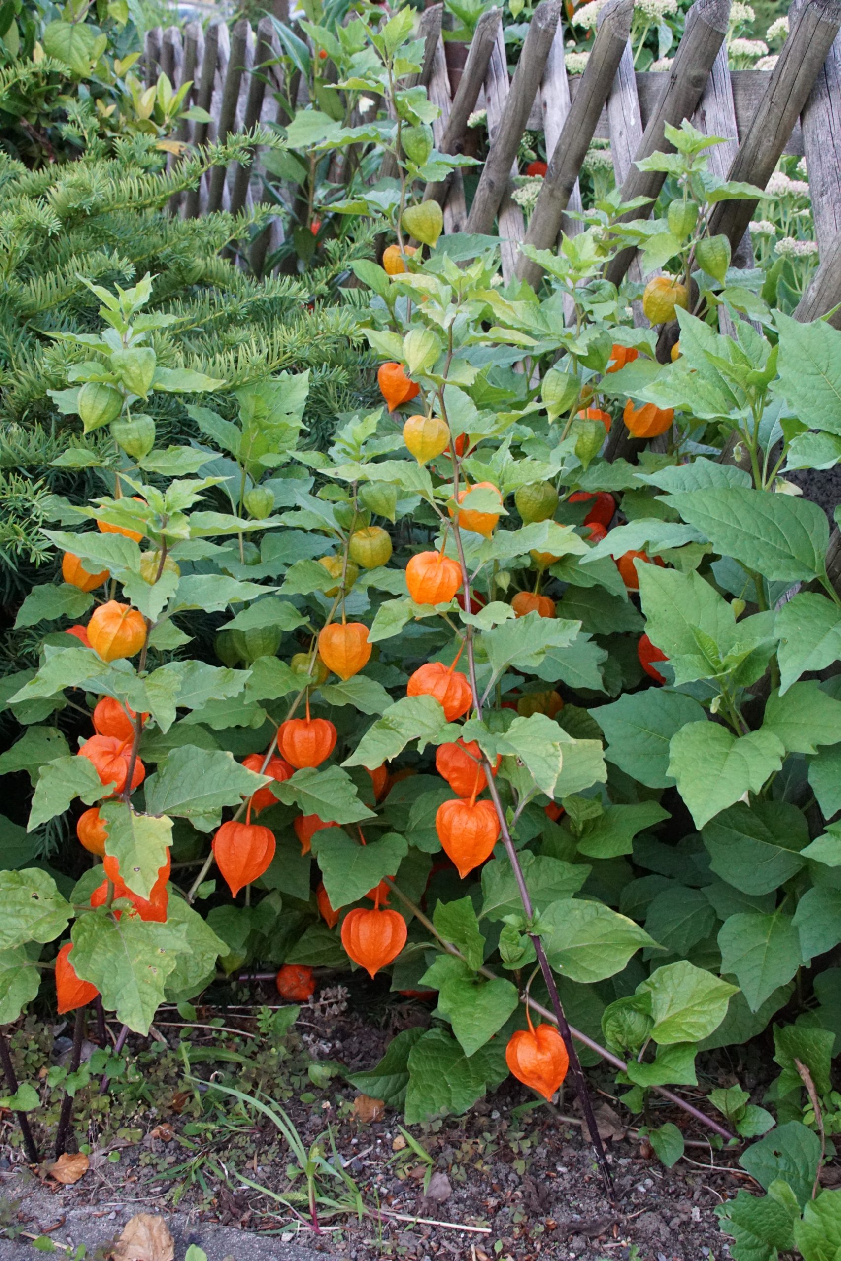 Physalis alkekengi var. franchetii – Bild 2