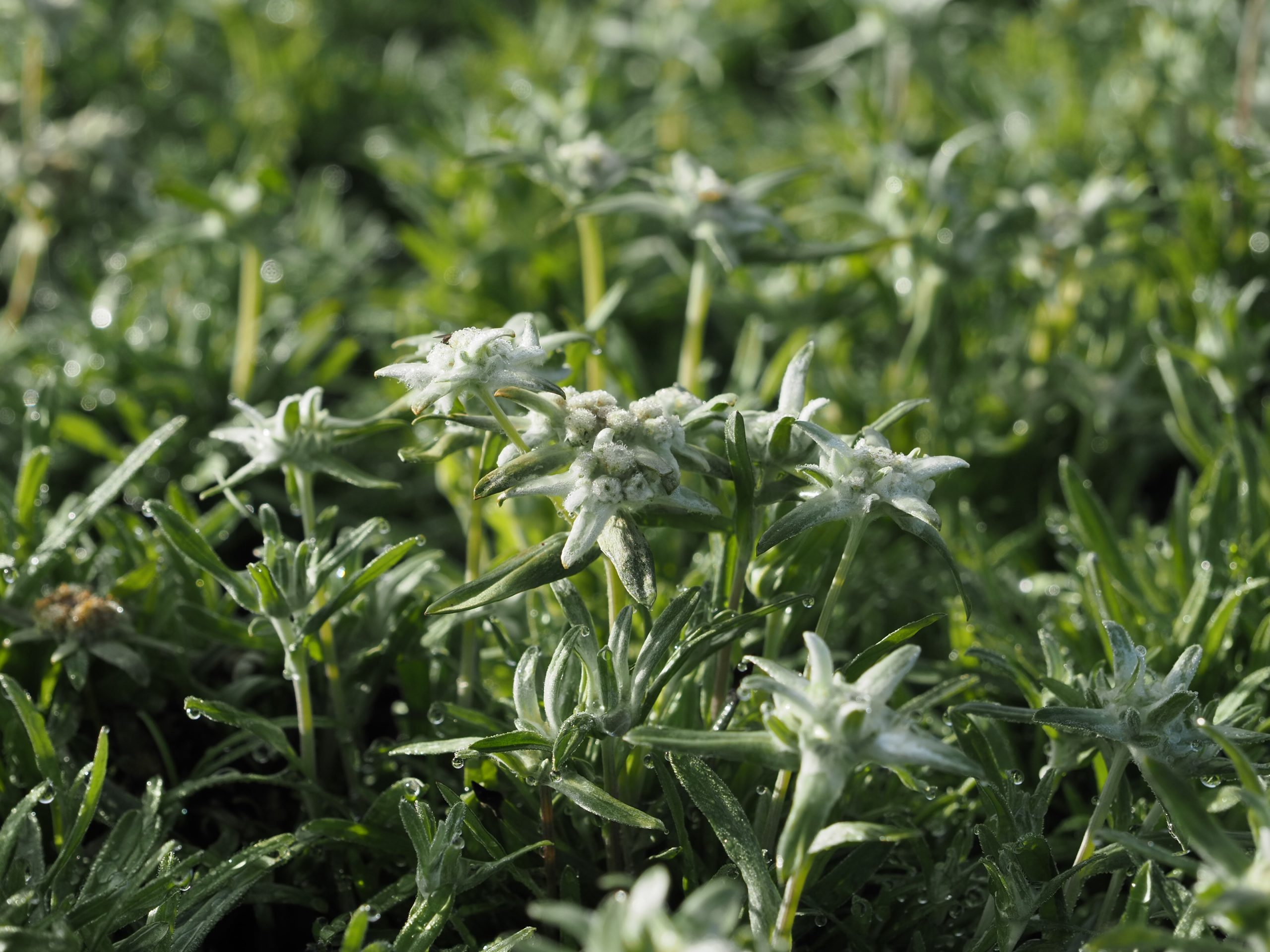 Leontopodium souliei 'Everest' ®