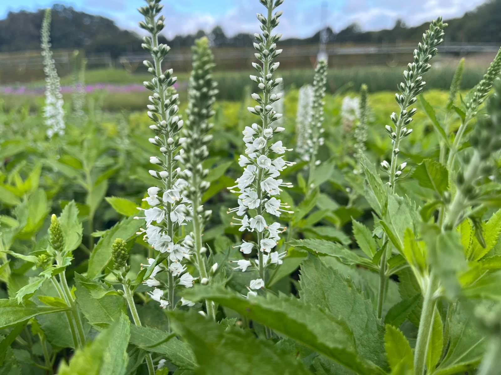 Veronica spicata 'Icicle' – Bild 3