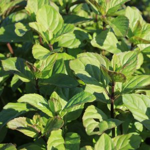 Mentha x piperita f. citrata