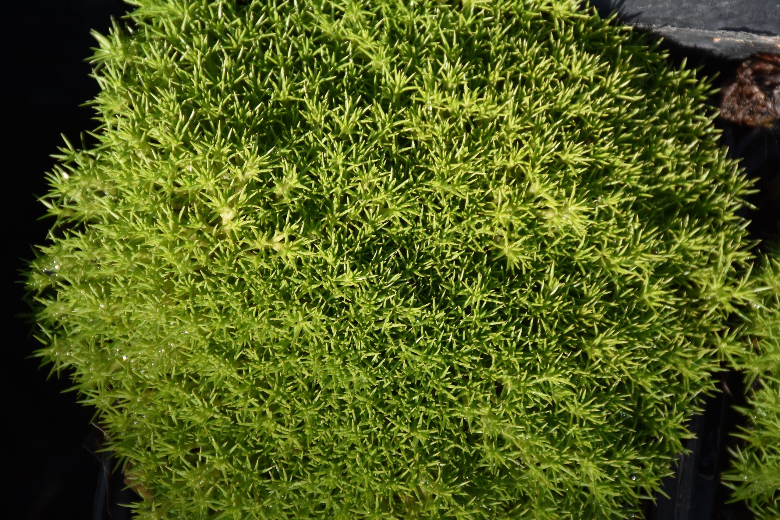 Scleranthus uniflorus – Bild 2