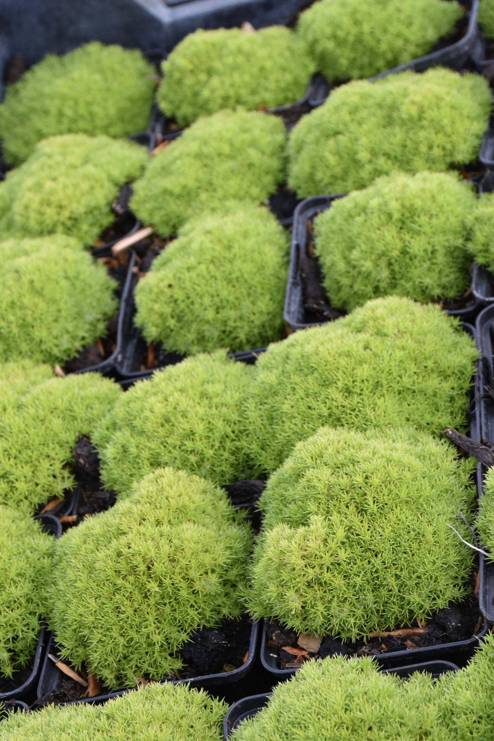 Scleranthus uniflorus – Bild 3