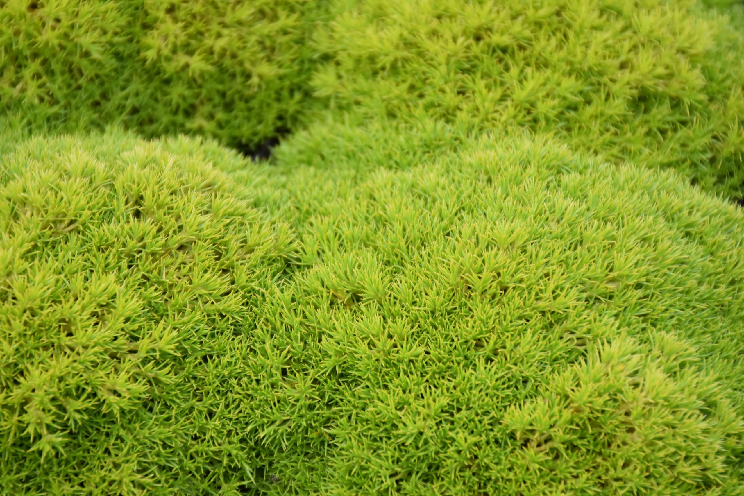 Scleranthus uniflorus – Bild 4