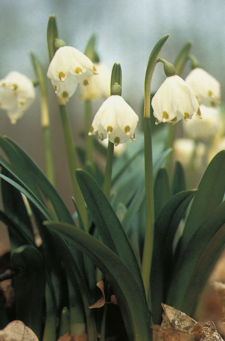 Leucojum vernum – Bild 2