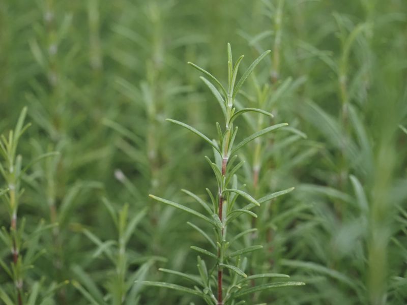 Rosmarinus officinalis 'Upright Pink' – Bild 2