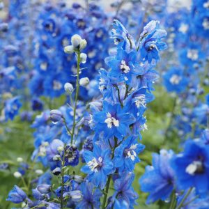 Delphinium Pacific 'Blue Bird'